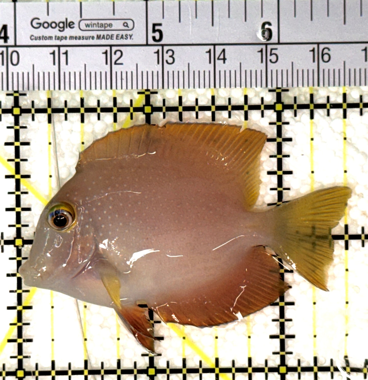 Yellow Eye Kole Tang (Spotted) YEKT120203 WYSIWYG Size: M 2.5" approx