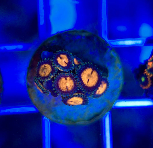 Aquacultured Zoanthids/Playthoa AZP050102 WYSIWYG