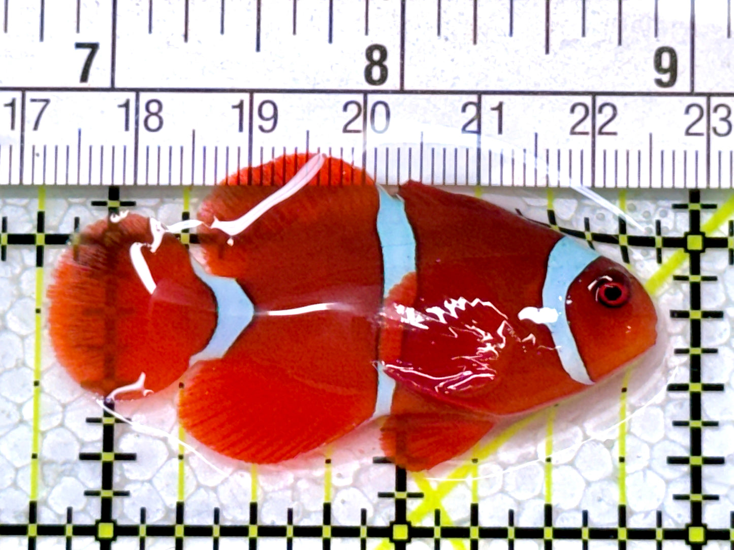 White Stripe Maroon Clownfish WSMC122901 WYSIWYG Size: M 2.25"
