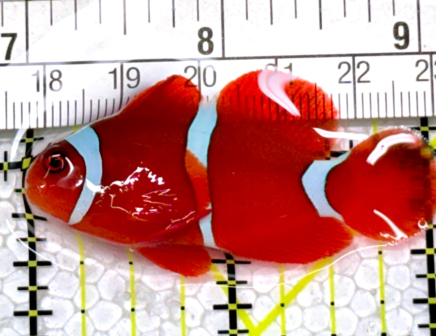 White Stripe Maroon Clownfish WSMC122901 WYSIWYG Size: M 2.25"