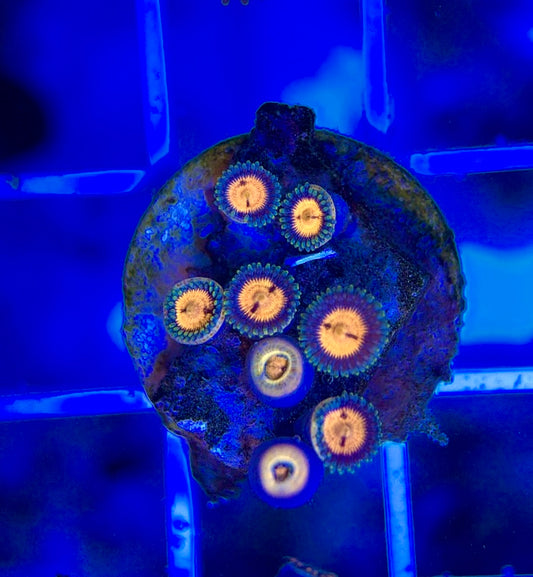 Aquacultured Zoanthids/Playthoa AZP050103 WYSIWYG