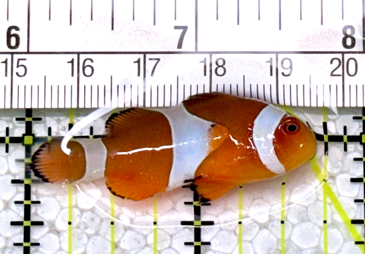 Ocellaris Clownfish OC122904 WYSIWYG Size: M 1.75"