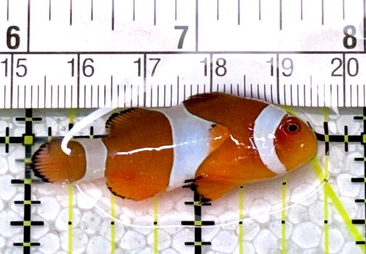 Ocellaris Clownfish OC122904 WYSIWYG Size: M 1.75"