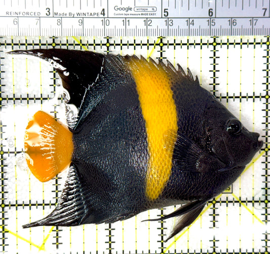 Asfur Angelfish AA120202 WYSIWYG Size ML: 4.75"