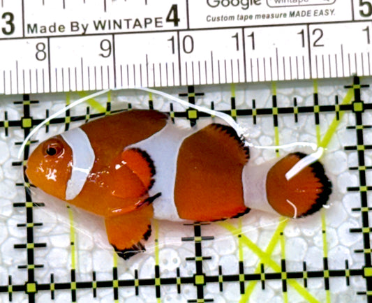 Ocellaris Clownfish OC122905 WYSIWYG Size: M 1.75"