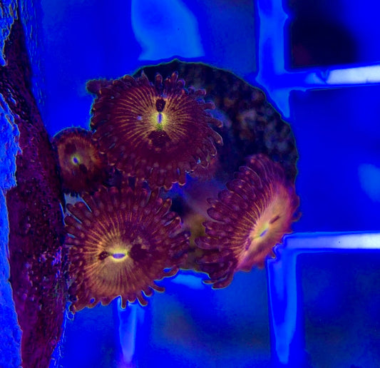 Aquacultured Zoanthids/Playthoa AZP050104 WYSIWYG