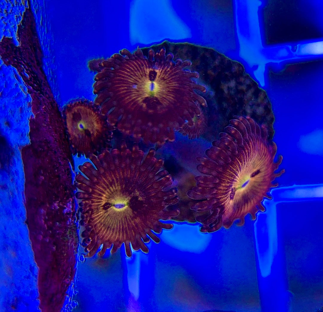 Aquacultured Zoanthids/Playthoa AZP050104 WYSIWYG