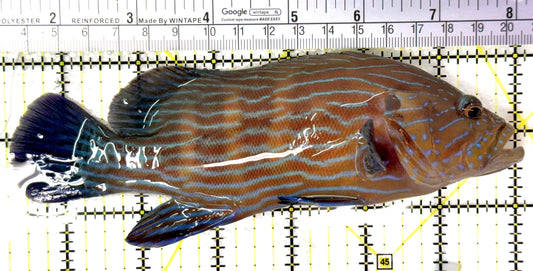 Blueline Grouper BG120201 WYSIWYG Size: XXL / SHOW 6.75" approx