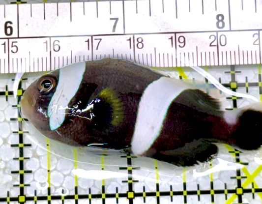 Sebae Clownfish SC122901 WYSIWYG Size: ML 2.5"