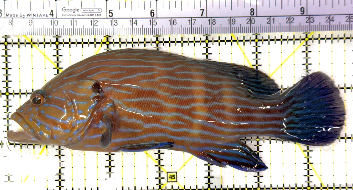 Blueline Grouper BG120201 WYSIWYG Size: XXL / SHOW 6.75" approx