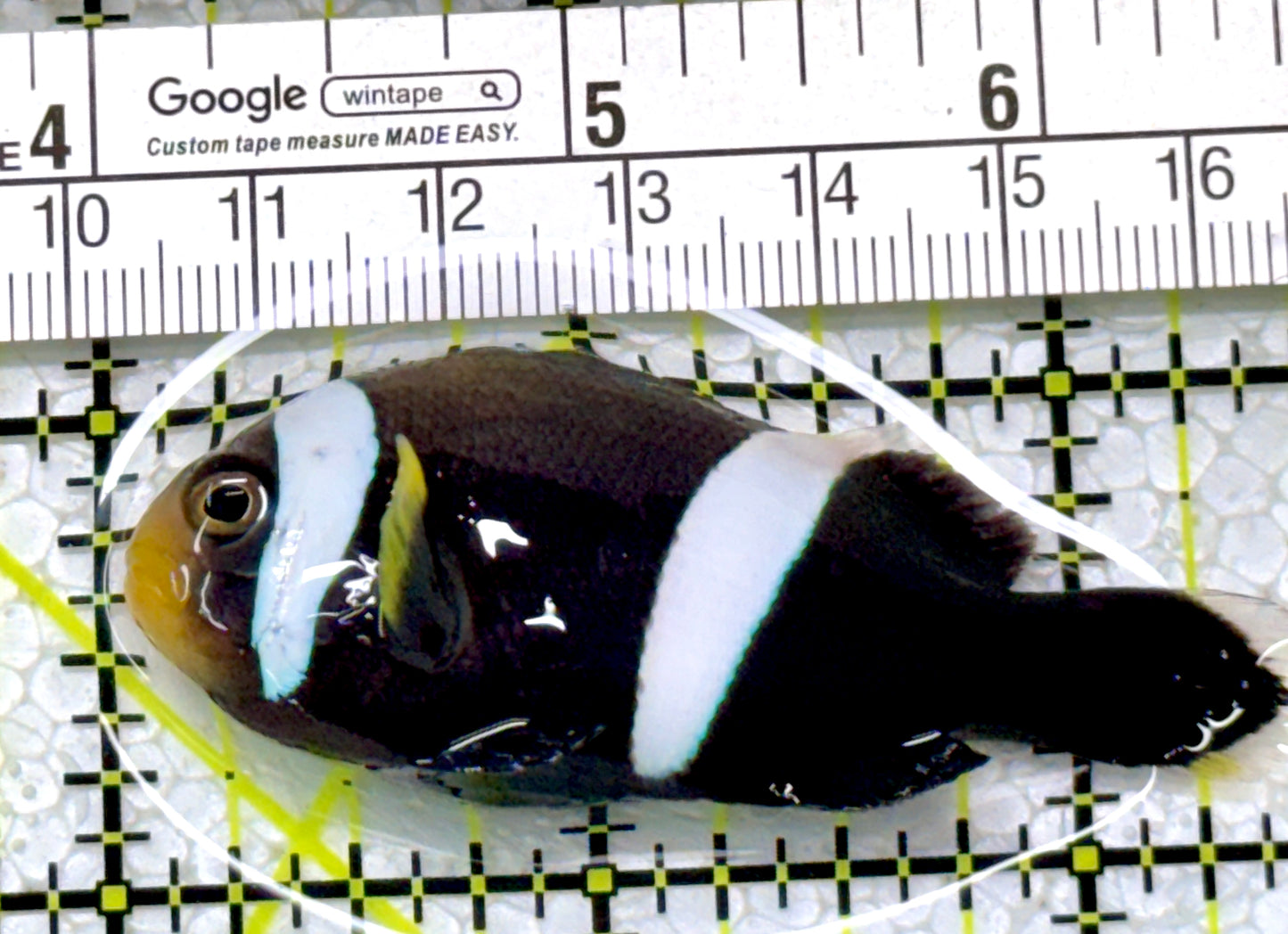 Sebae Clownfish SC122902 WYSIWYG Size: ML 2.5"