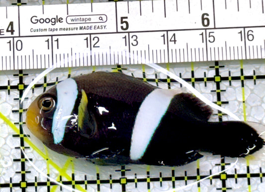 Sebae Clownfish SC122902 WYSIWYG Size: ML 2.5"