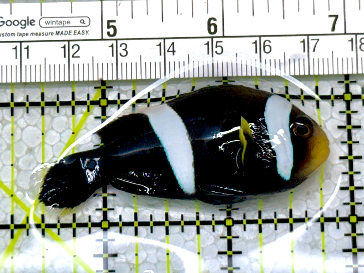 Sebae Clownfish SC122902 WYSIWYG Size: ML 2.5"