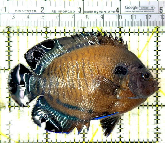 Blue Fin Angelfish BFA120202 WYSIWYG Size: XL 4" approx