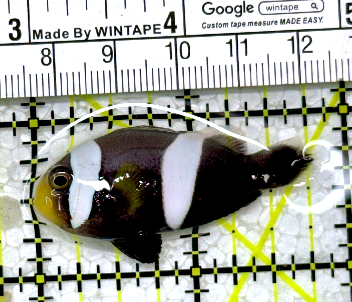 Sebae Clownfish SC122903 WYSIWYG Size: M 1.75"