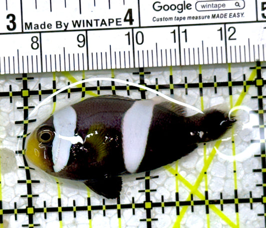 Sebae Clownfish SC122903 WYSIWYG Size: M 1.75"