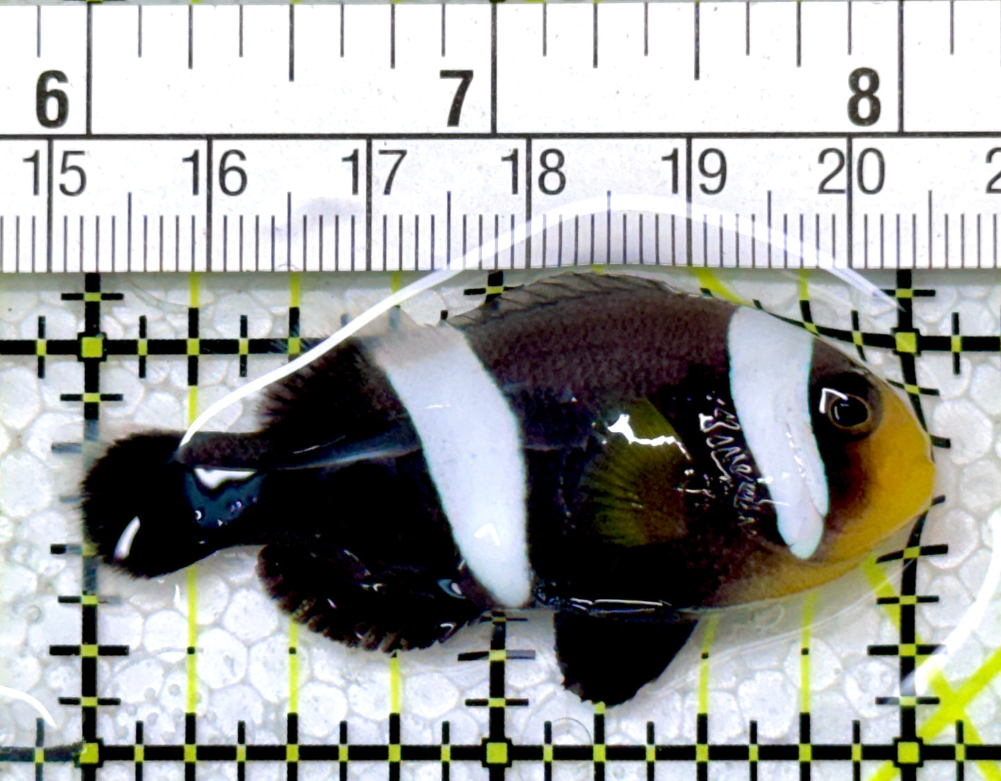 Sebae Clownfish SC122904 WYSIWYG Size: M 2"