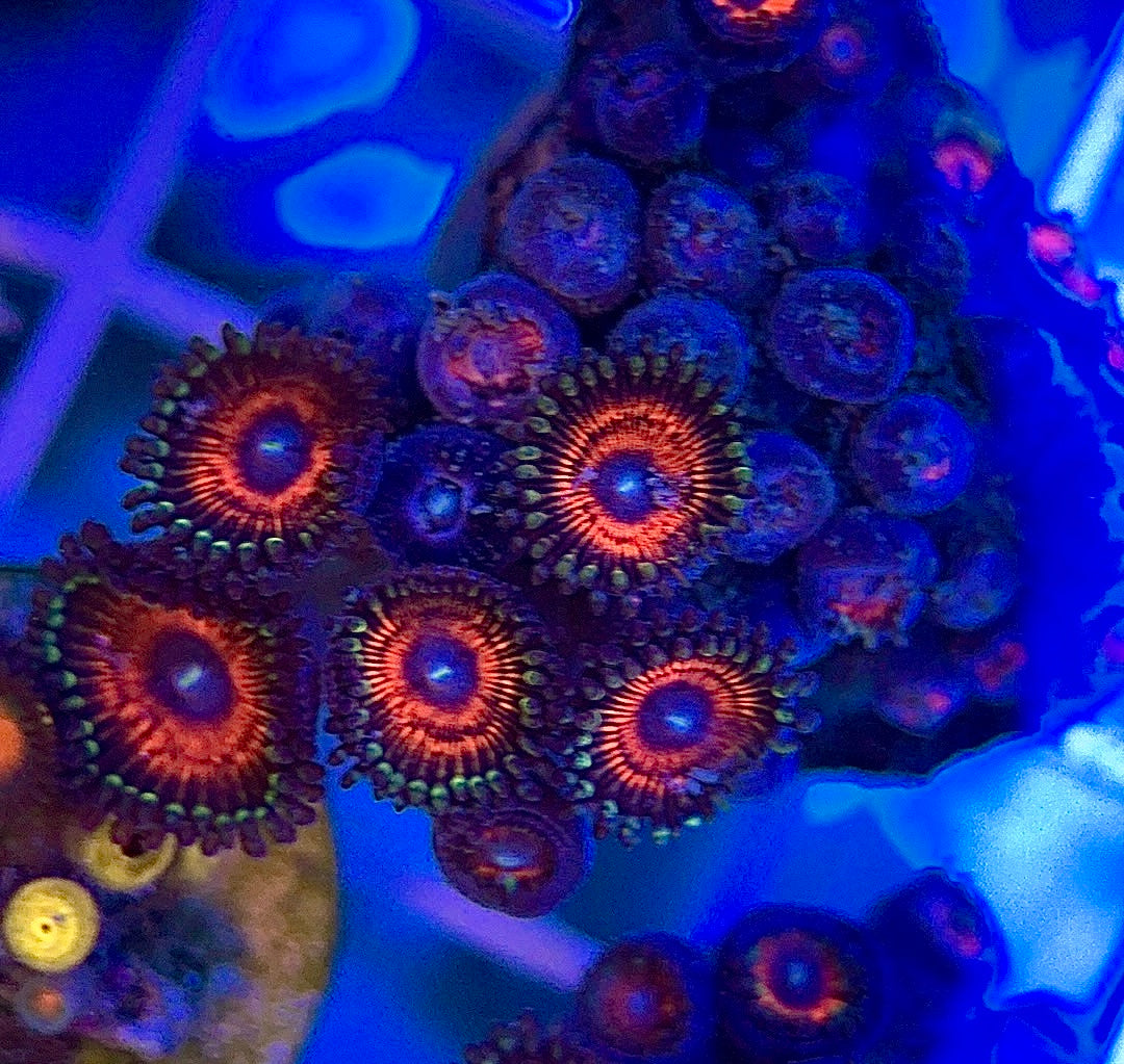 Aquacultured Zoanthids/Playthoa AZP050101 WYSIWYG