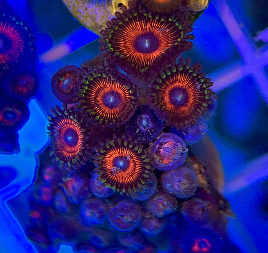 Aquacultured Zoanthids/Playthoa AZP050101 WYSIWYG