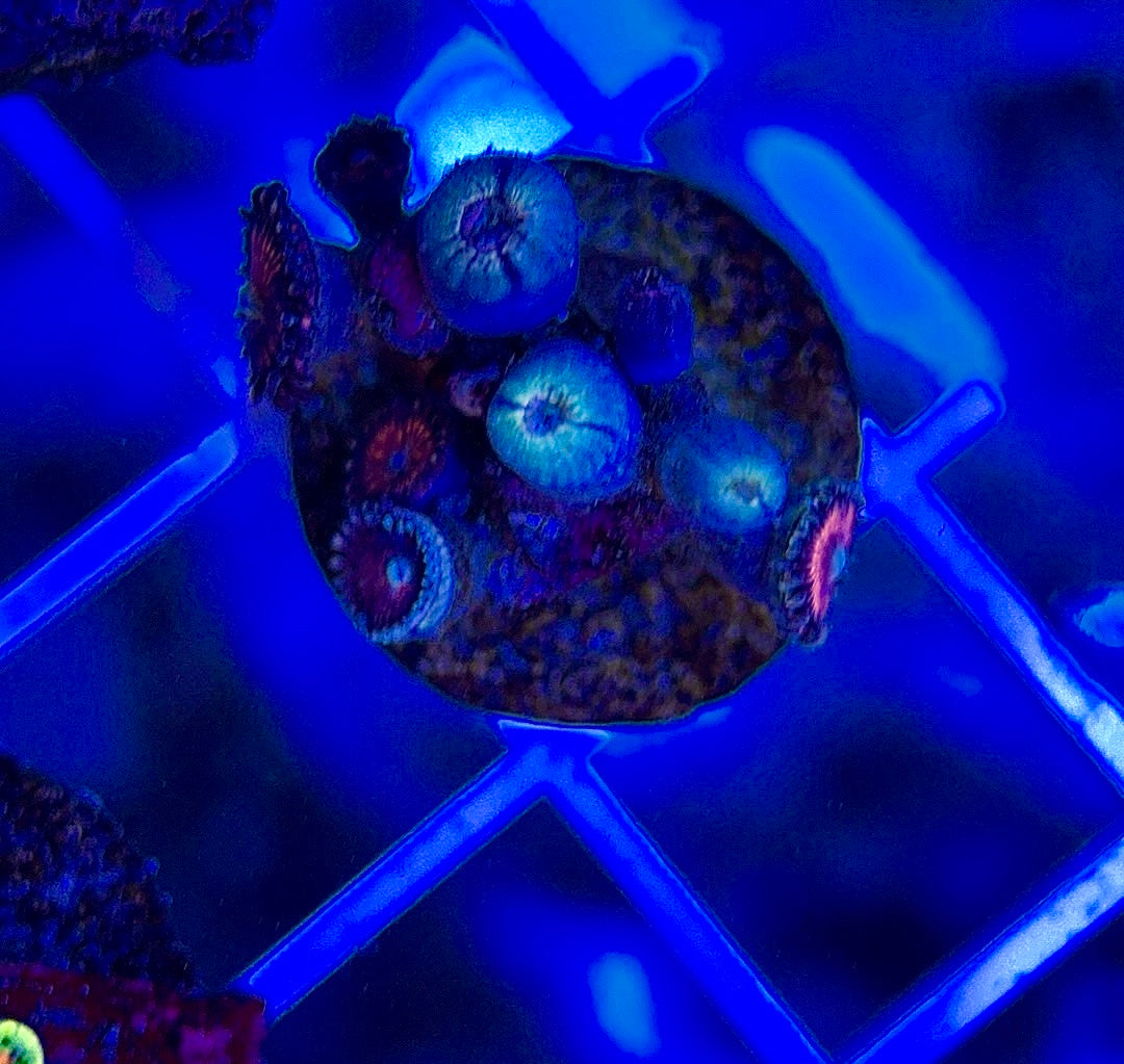 Aquacultured Zoanthids/Playthoa AZP050103 WYSIWYG