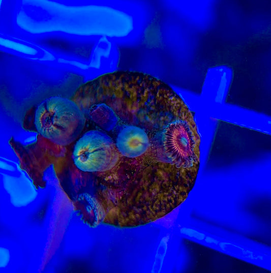 Aquacultured Zoanthids/Playthoa AZP050103 WYSIWYG