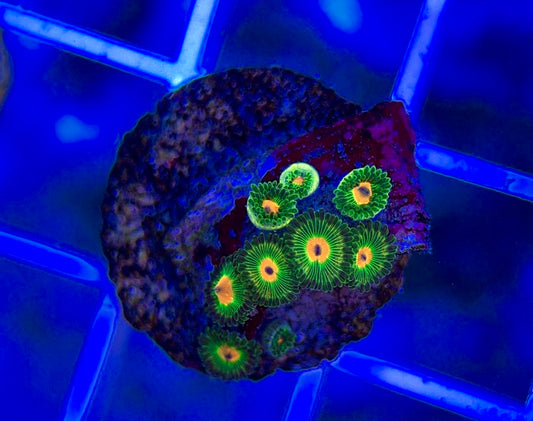 Aquacultured Zoanthids/Playthoa AZP050102 WYSIWYG