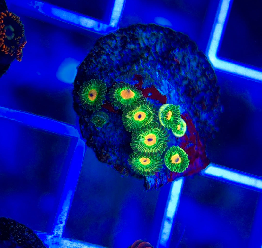 Aquacultured Zoanthids/Playthoa AZP050102 WYSIWYG
