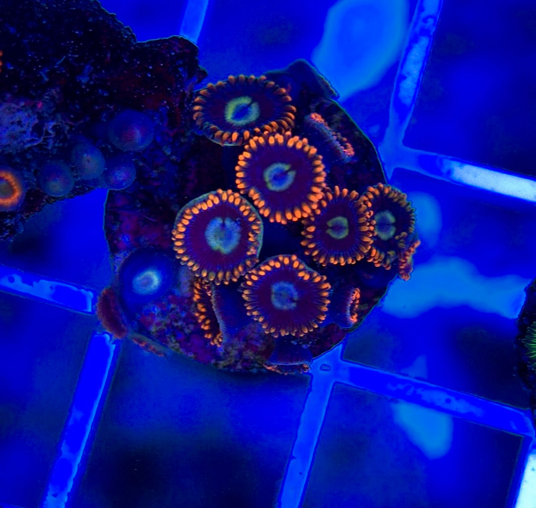 Aquacultured Zoanthids/Playthoa AZP050104 WYSIWYG