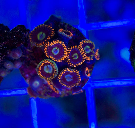 Aquacultured Zoanthids/Playthoa AZP050104 WYSIWYG
