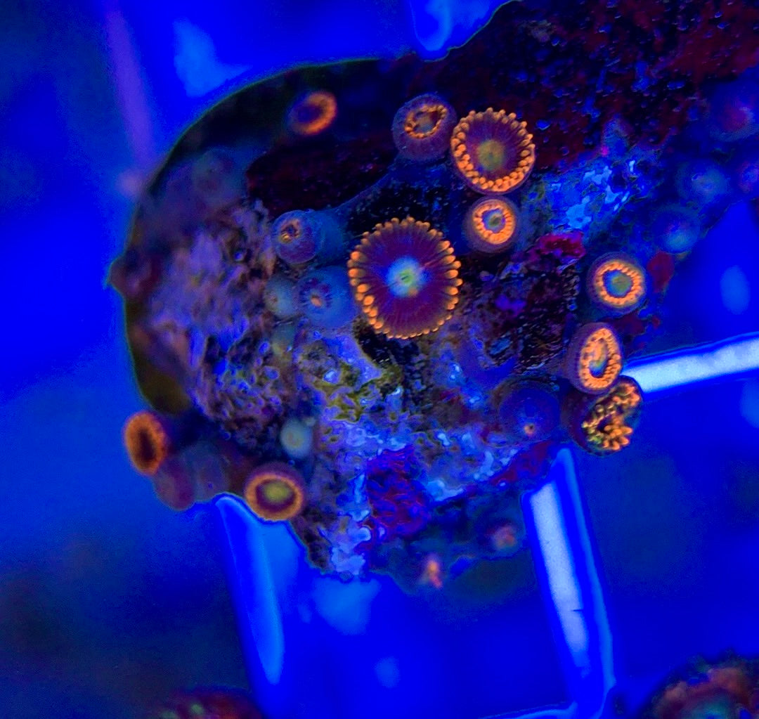 Aquacultured Zoanthids/Playthoa AZP050105 WYSIWYG