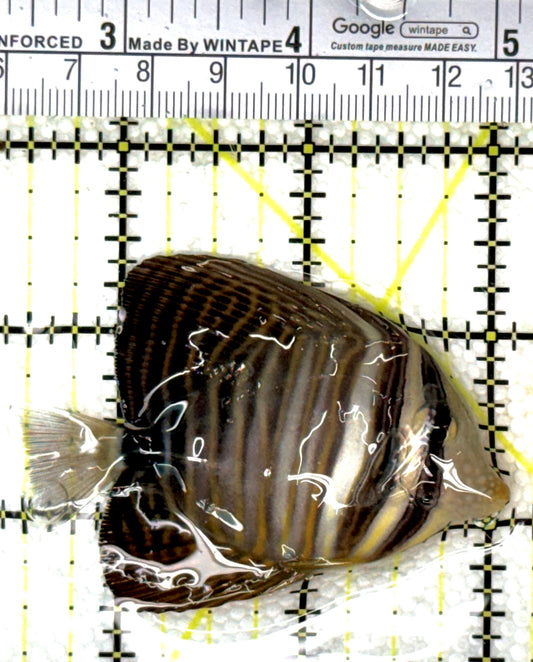 Desjardini Tang (Red Sea Sailfin Tang) DT120201 WYSIWYG Size: S 2.75" approx