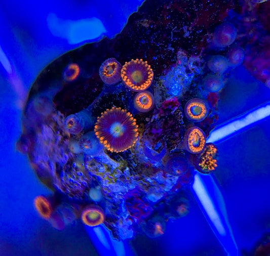 Aquacultured Zoanthids/Playthoa AZP050105 WYSIWYG