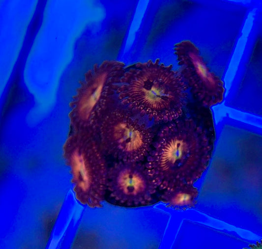 Aquacultured Zoanthids/Playthoa AZP050106 WYSIWYG