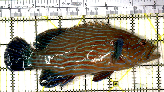 Blueline Grouper BG120202 WYSIWYG Size: XXL / SHOW 6.5" approx