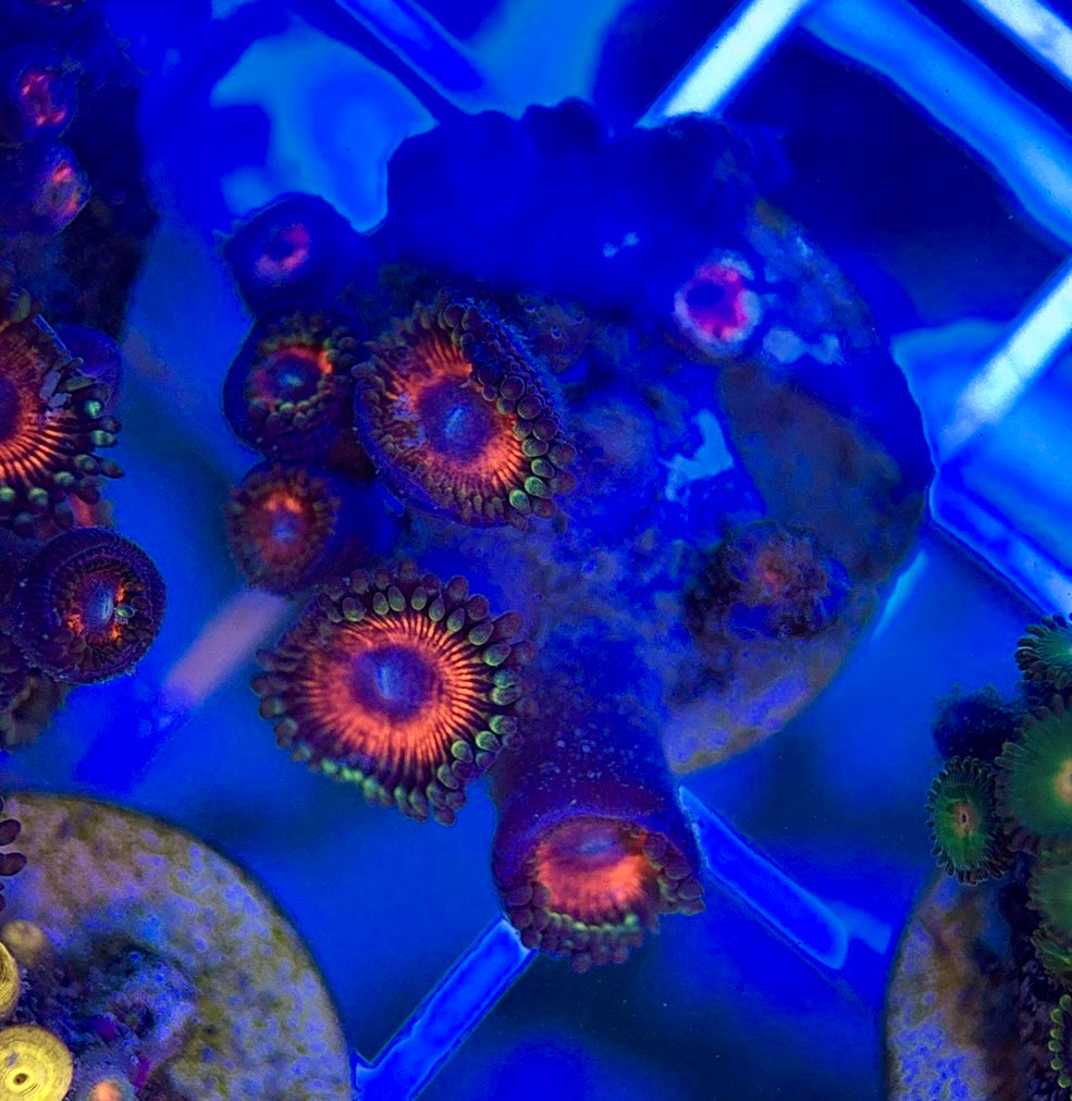 Aquacultured Zoanthids/Playthoa AZP050101 WYSIWYG