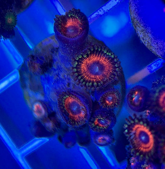 Aquacultured Zoanthids/Playthoa AZP050101 WYSIWYG