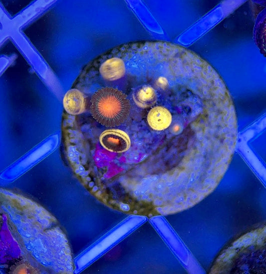 Aquacultured Zoanthids/Playthoa AZP050102 WYSIWYG