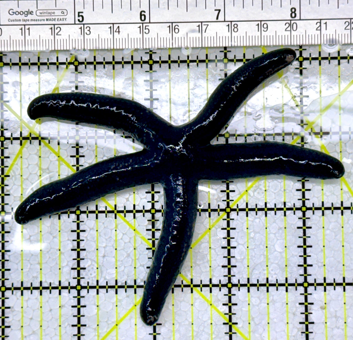 Blue Linckia Starfish BLS122902 WYSIWYG Size : M 4"