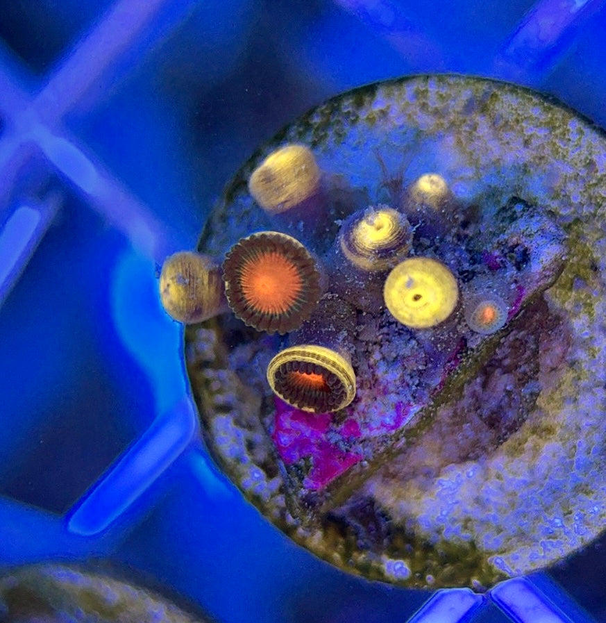 Aquacultured Zoanthids/Playthoa AZP050102 WYSIWYG