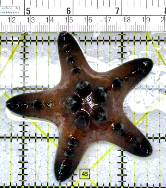 Chocolate Chip Starfish CCS122901 WYSIWYG Size: 2.75"