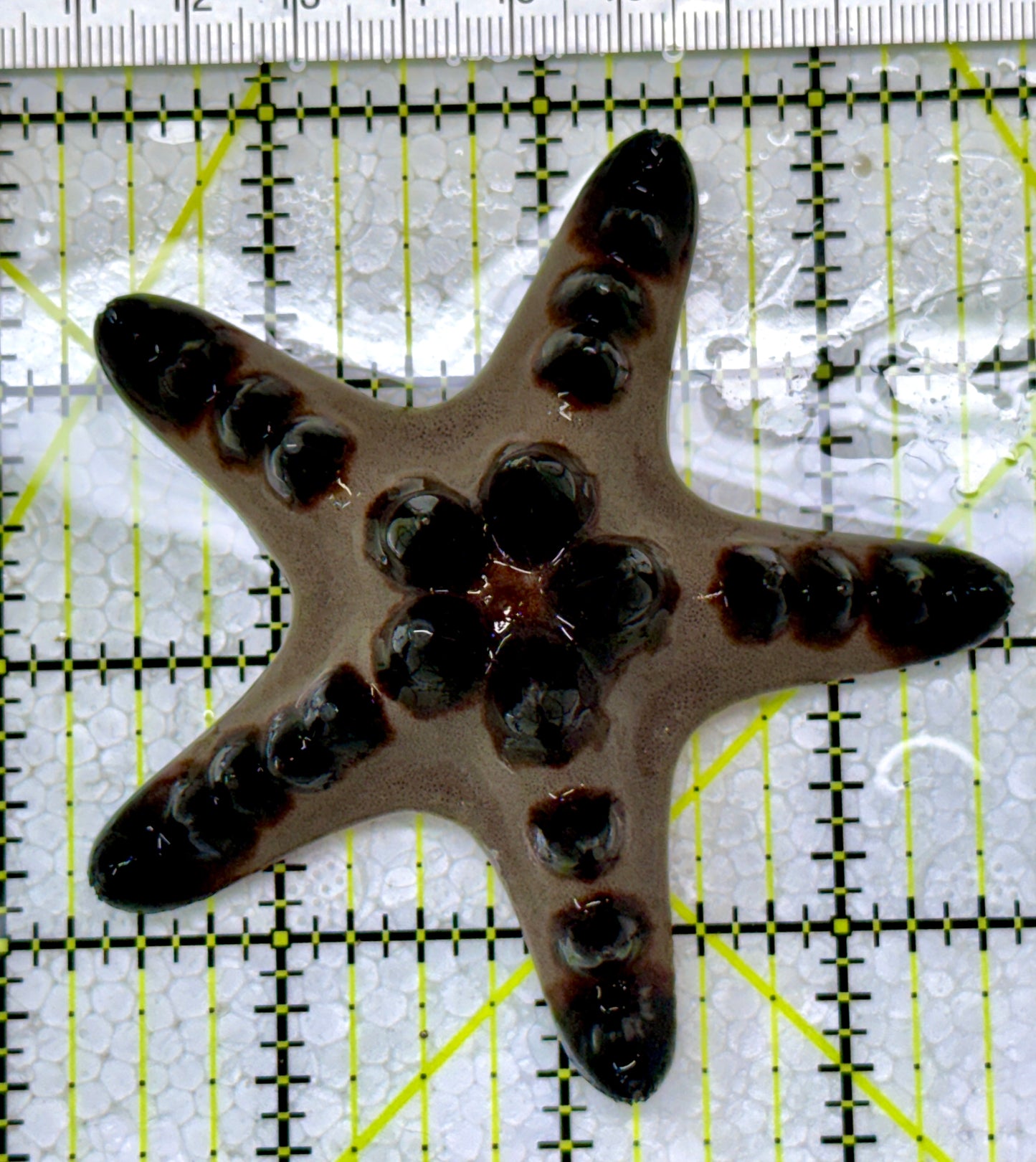 Chocolate Chip Starfish CCS122903 WYSIWYG Size: 3.25"