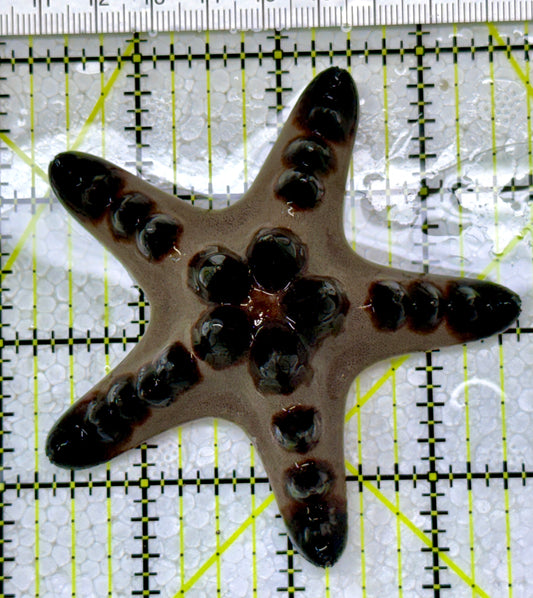 Chocolate Chip Starfish CCS122903 WYSIWYG Size: 3.25"
