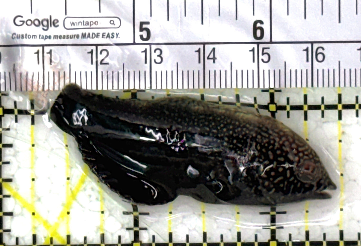 Black Leopard Wrasse BLW120201 WYSIWYG Size: L 2.5" approx