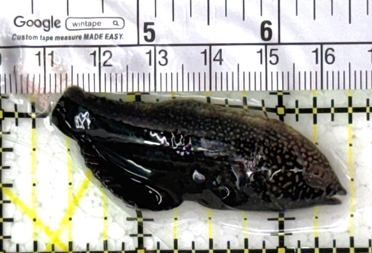 Black Leopard Wrasse BLW120201 WYSIWYG Size: L 2.5" approx