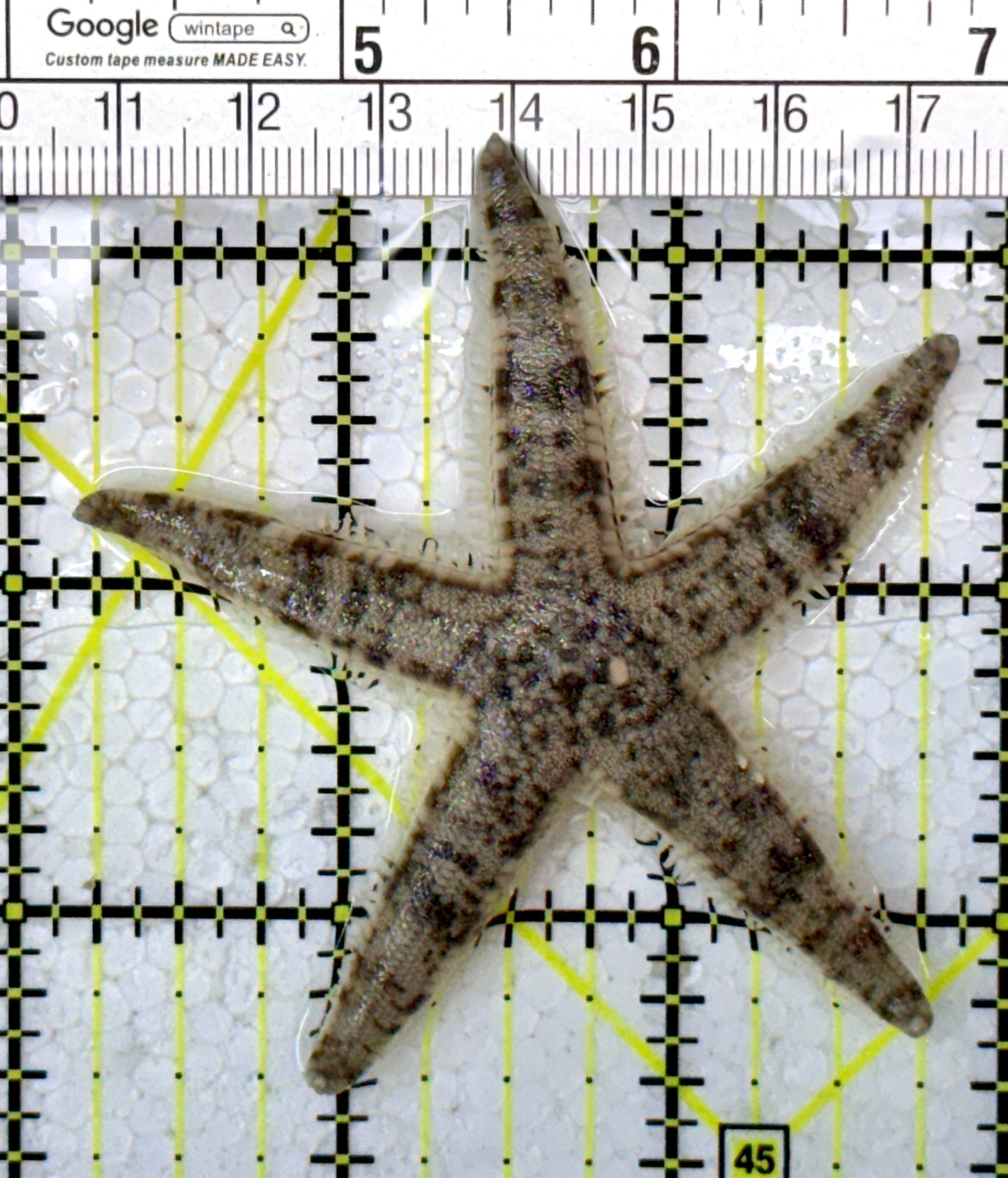 Sand Shifting Starfish SSS122901 WYSIWYG Size: 2.75"