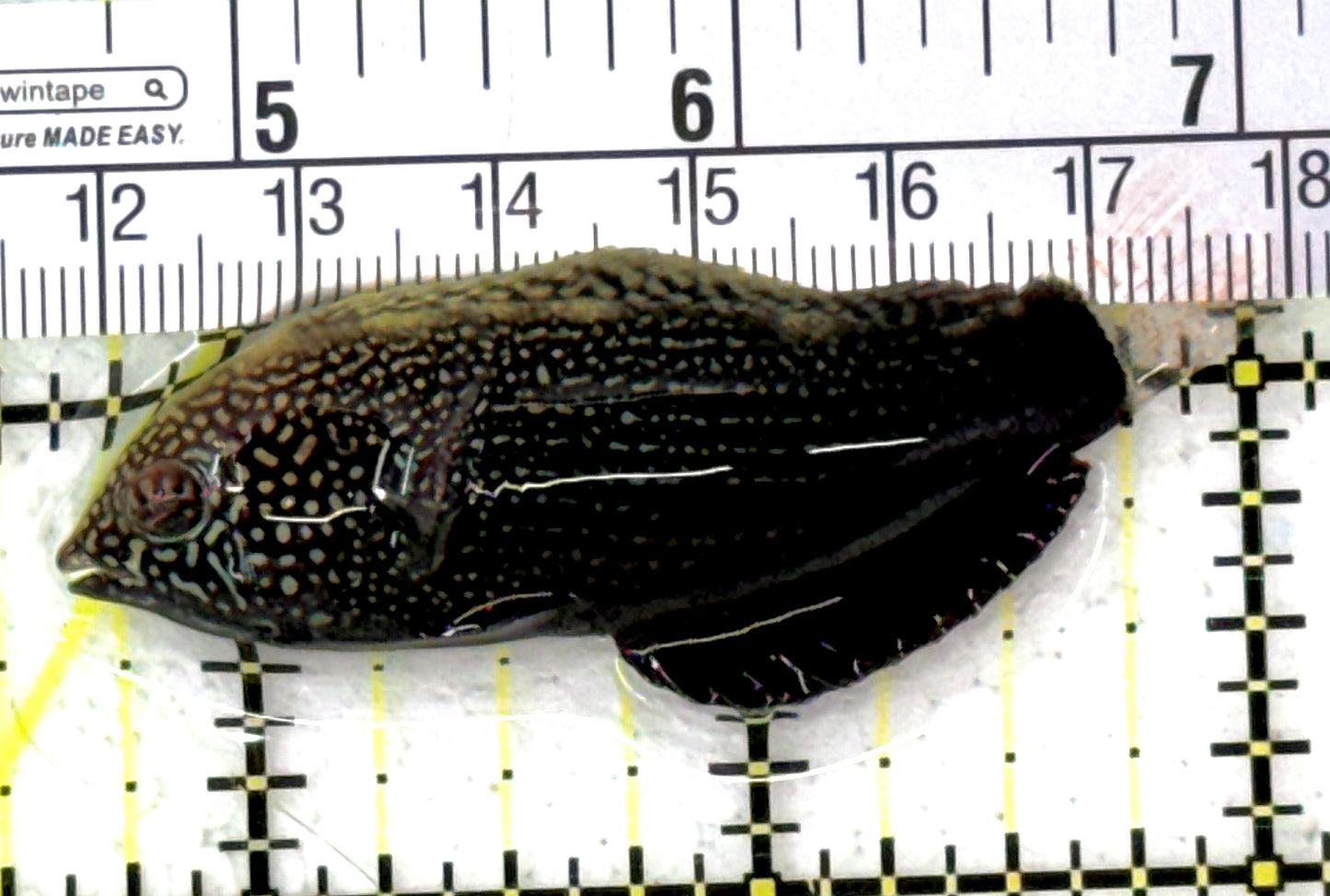 Black Leopard Wrasse BLW120201 WYSIWYG Size: L 2.5" approx