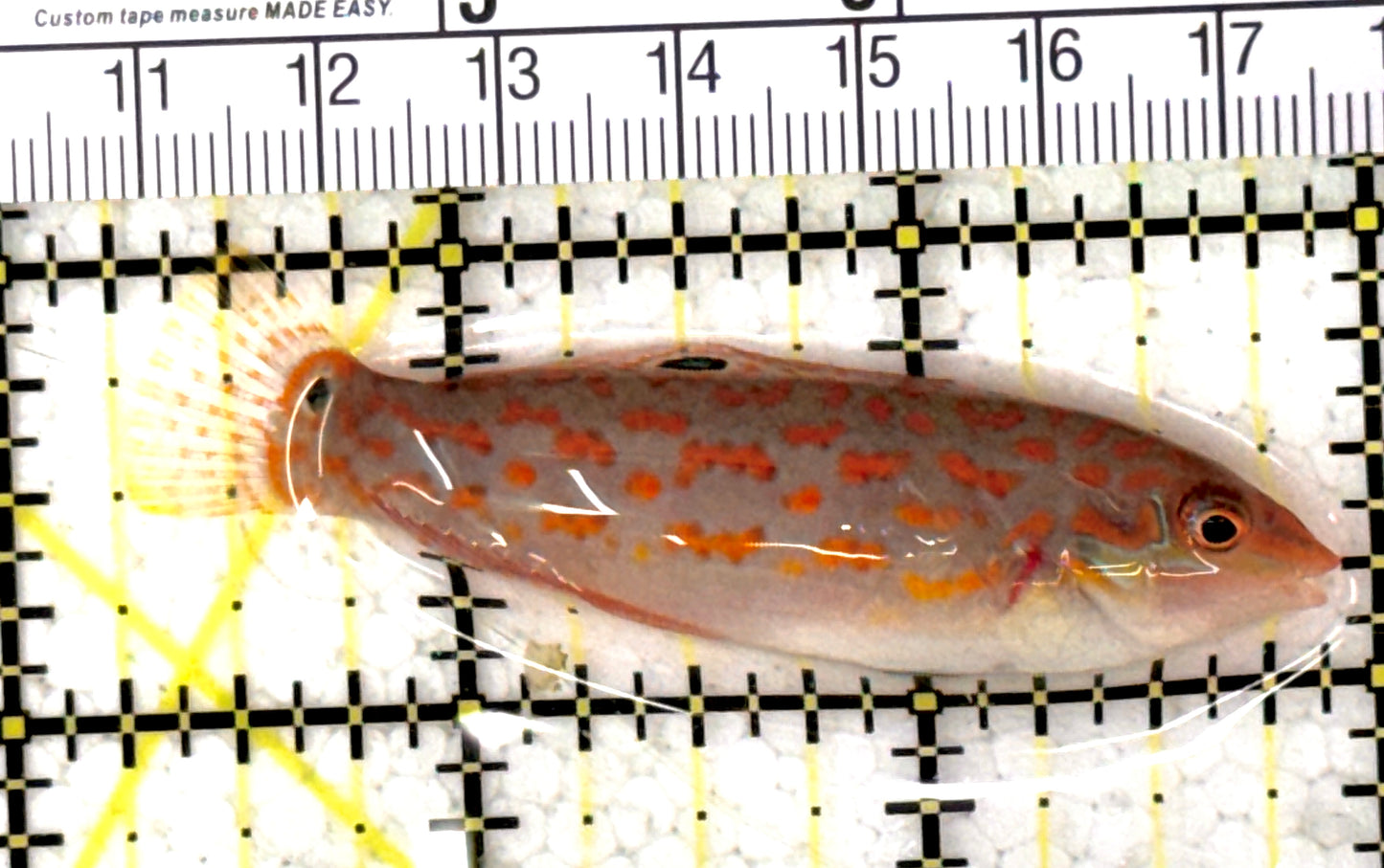 Timor Wrasse TW120201 WYSIWYG Size: ML 2.75" approx