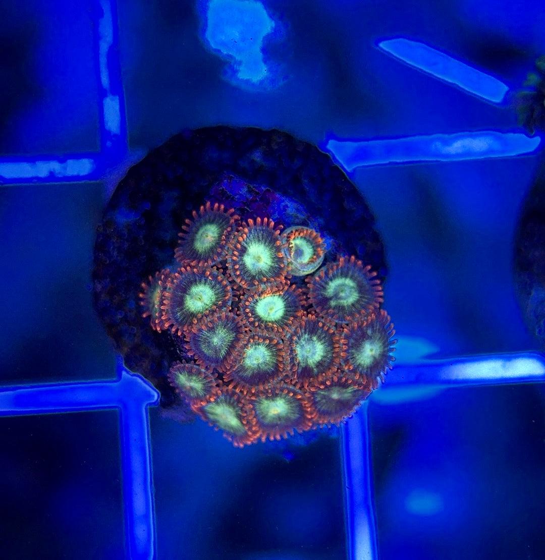 Aquacultured Zoanthids/Playthoa AZP050106 WYSIWYG