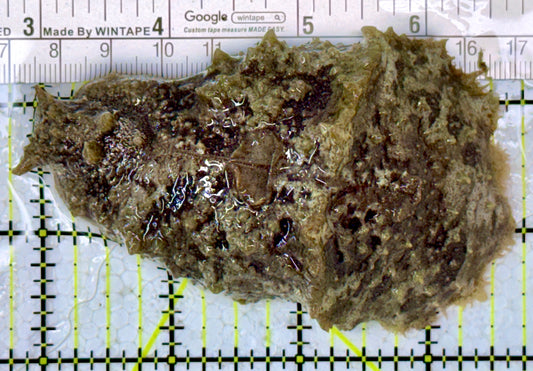 Sea Hare SH122901 WYSIWYG Size : ML 4"