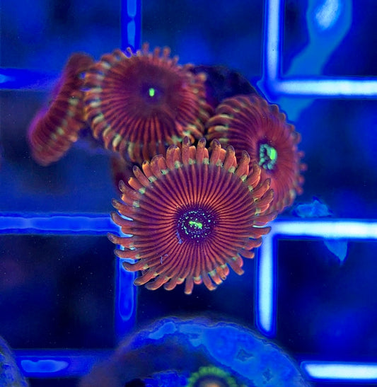 Aquacultured Zoanthids/Playthoa AZP050107 WYSIWYG